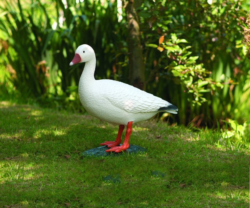 Gans wit