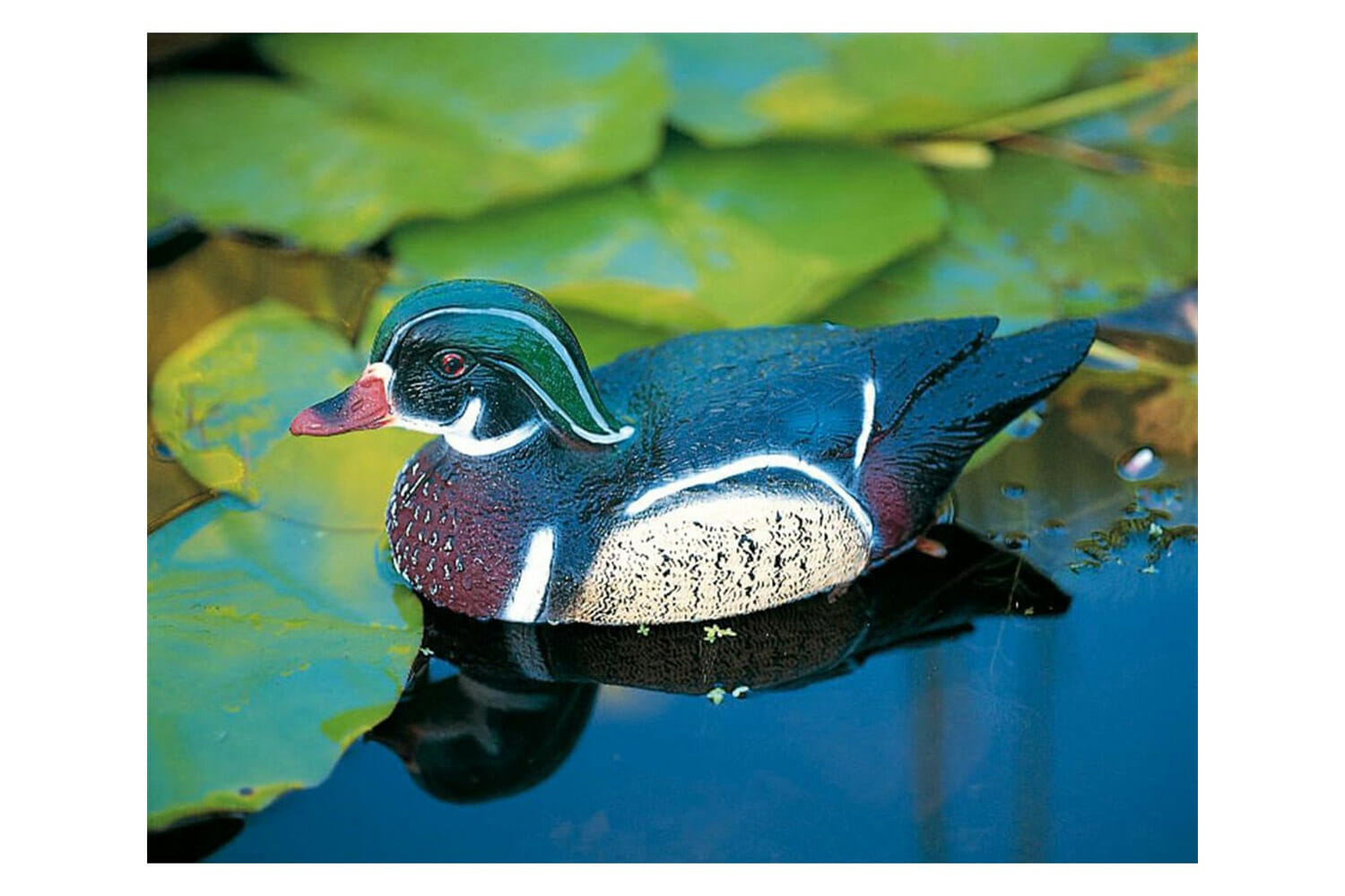 Carolina eend (woerd)