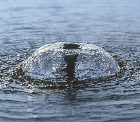 Aquarius Fountain Set Classic 750