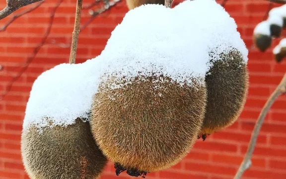 kiwi met sneeuw