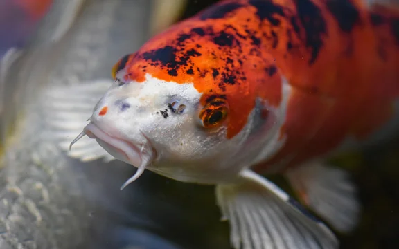 koi