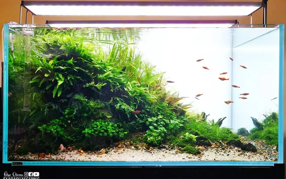 aquascape