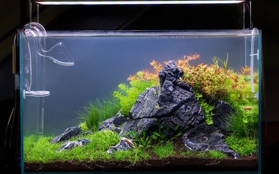 aquascape