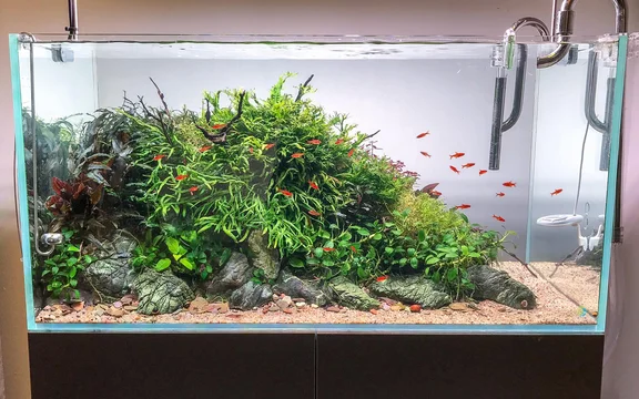 aquascape