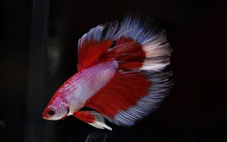 betta