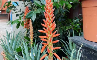 aloe