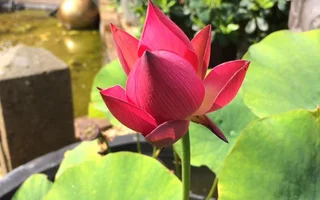 lotus