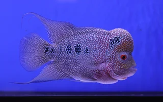 flowerhorn