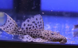 pleco