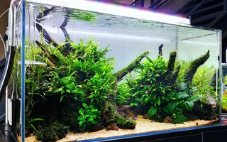 aquascape