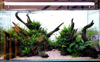 aquascape