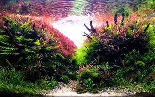 aquascape