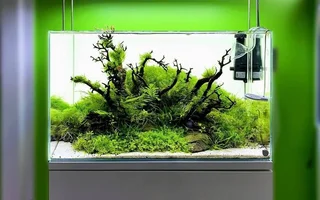 aquascape