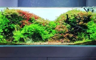 aquascape