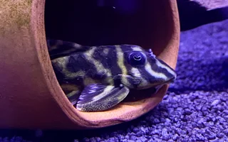 pleco