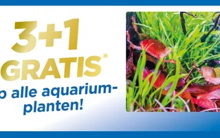 planten