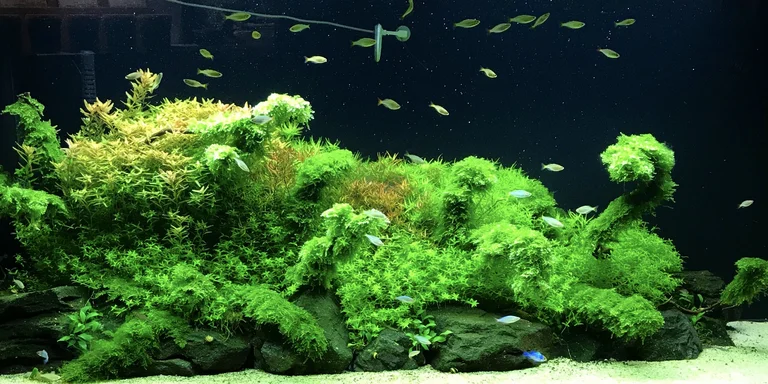 aquascape