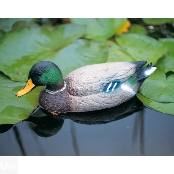 Wilde eend (woerd)
